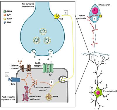 Contribution of Smoothened Receptor Signaling in GABAergic Neurotransmission and Chloride Homeostasis in the Developing Rodent Brain